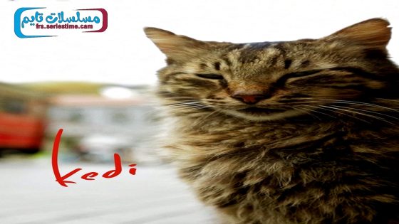 فيلم كيدي 2017 قصة عشق