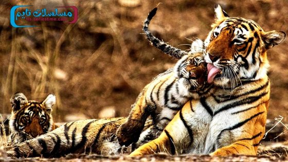 فيلم My Tiger Family 2024 مترجم